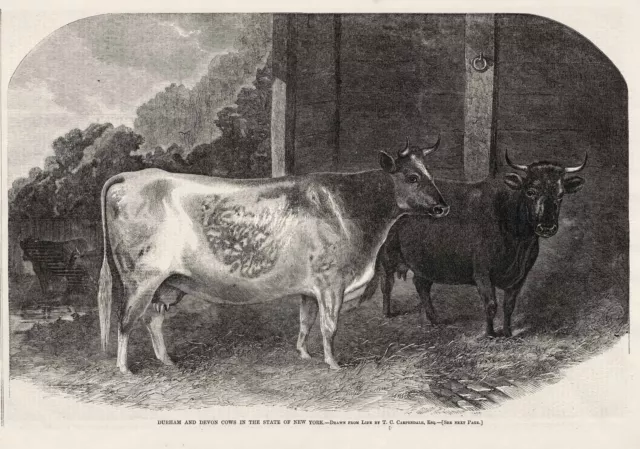 Durham & Devon Cows Livestock Shorthorn Cattle Breed New York 1860 Print
