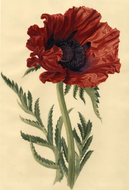 S. Twopenny, Giant Papaver Oriental Poppy Flower – c.1830s watercolour painting