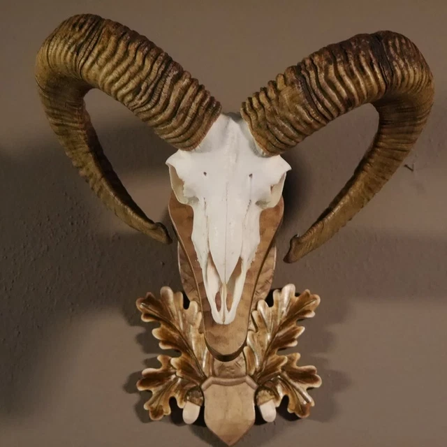 Mufflon Trofeo de Calavera Hl 69 CM Con Toda Nariz Ganzem Upper Jaw En Placa 2