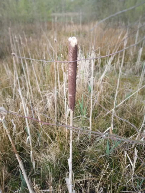 Common Bulrush (Typha latifolia) cattail 200 seeds approx