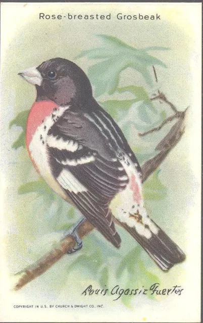 Church & Dwight - Useful Birds of America, 9th Series: 4: Rose-Breasted Grosbeak