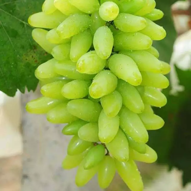 50 Finger Shape Grape Seeds Vitis Vinifera Organic Fruit Seed Heirloom 2