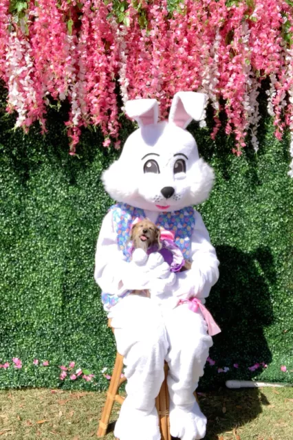 Easter Bunny Adult Mascot Costume