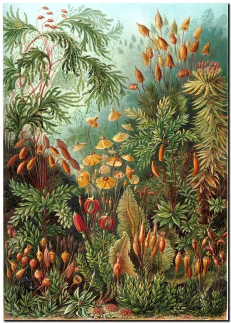 ERNST HAECKEL CANVAS PRINT Art Nouveau Vintage Botany 8"X 10" Muscinae