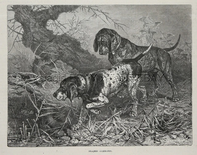 Dog German Shorthaired Pointer (Breed ID'd), Solid & Ticked, 1880s Antique Print