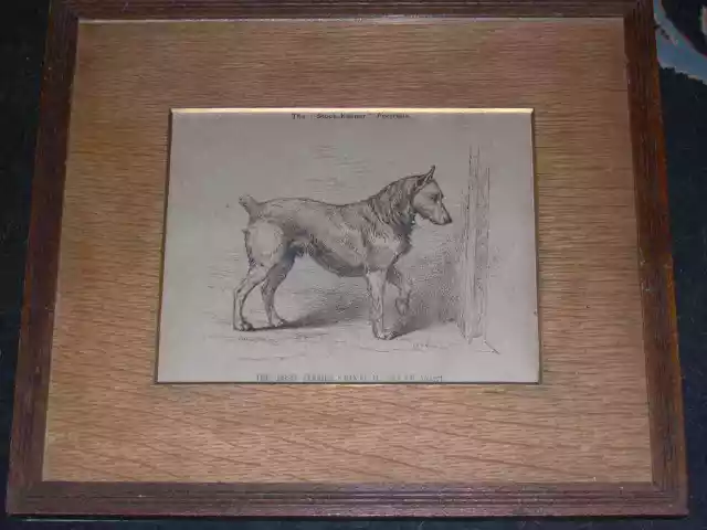 Large Antique Irish Terrier Dog Engraving 1890 Named Kennel Club Show Dog