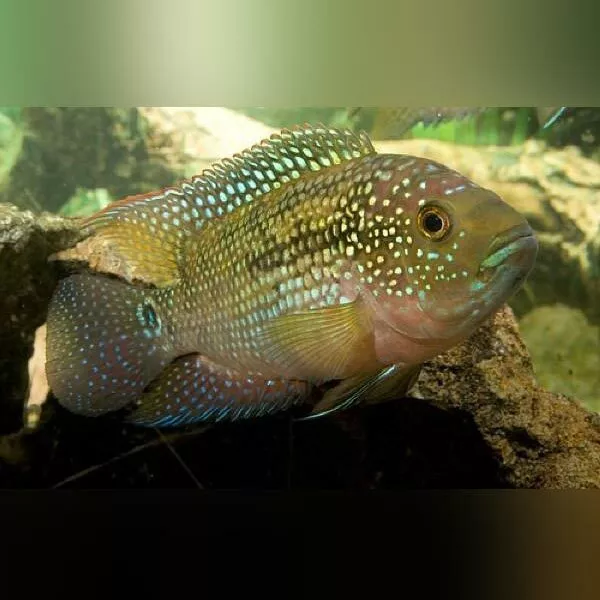 Jack Dempsey Cichlid Freshwater Aquarium Fish 1.5" - 3"