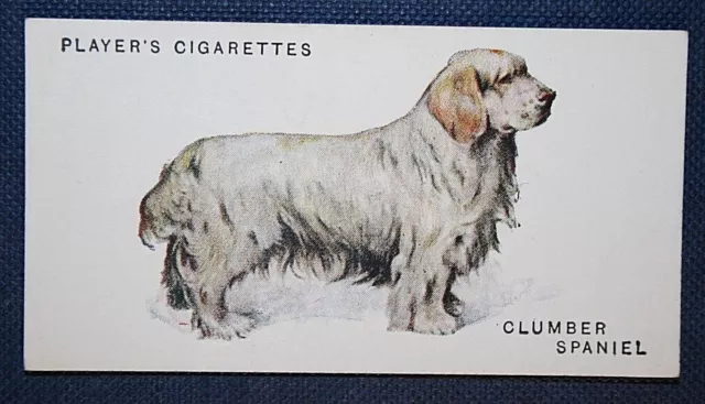 CLUMBER SPANIEL  Vintage 1931 Illustrated Card  BD01