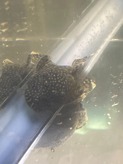 FREE FISH W/PURCHASE   Common Bristlenose Pleco 3