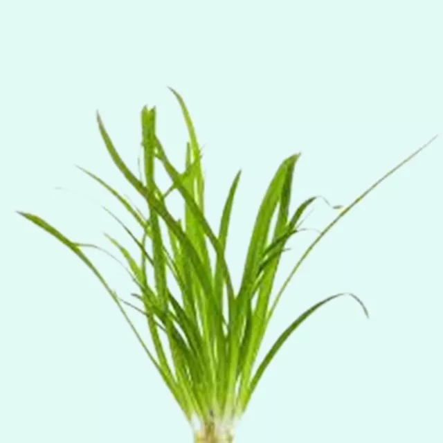 BUY 2 GET 1 FREE Dwarf Sagittaria Subulata (2 Plants) Live Aquarium Plants