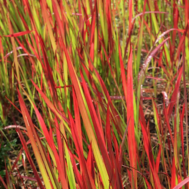 Imperata Blood Grass 'Red Baron' 3 Plants in 9cm Pots