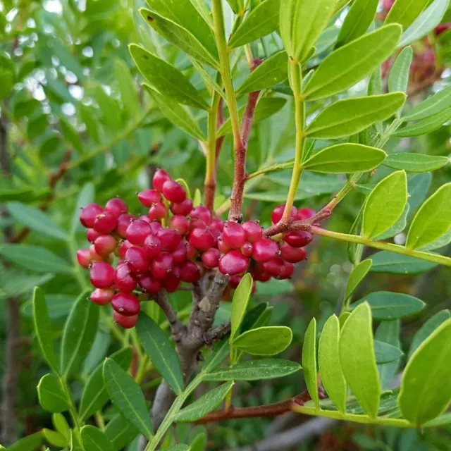 Pistacia Lentiscus - Lentisco, 10 Semi Selezionati