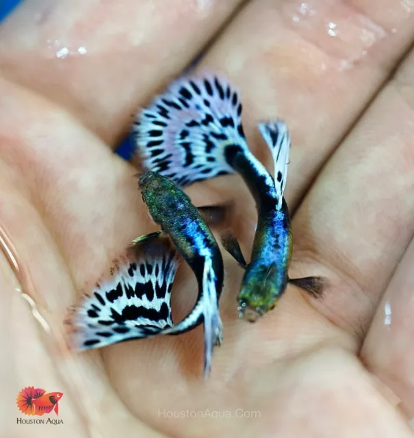 1 Pair - Purple Mosaic Guppy VIP - Live Aquarium Fish - Quality Top Grade A+++