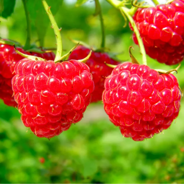 5 'Autumn Bliss' Red Raspberry Canes / Rubus Idaeus 'Autumn Bliss', Big & Tasty 2