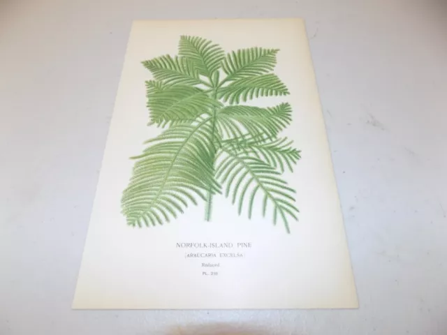 1897 Antique Floral Print  / NORFOLK ISLAND PINE, or, ARAUCARIA EXCELSA