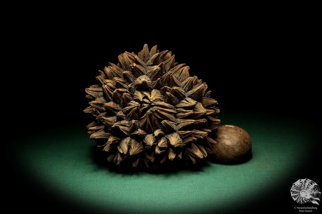 Phytelephas macrocarpa Sudamérica palma reciente frutos secos fruta seca decoración