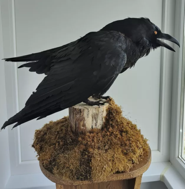 Taxidermy Stuffed Bird Raven Corvus Corax