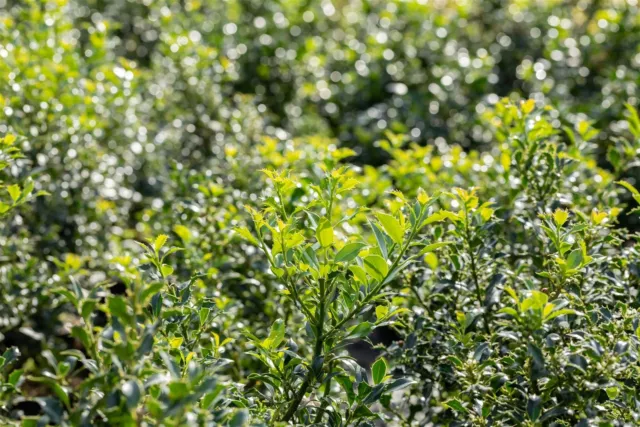 Ilex aquifolium Pyramidalis mB, Stechpalme, 100-125cm, immergrün, winterhart