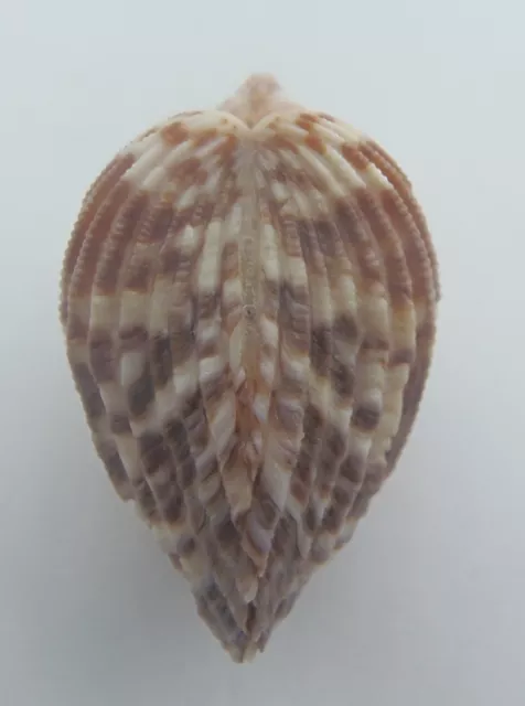 Cardita Cardites bicolor Seashell Twotoned
