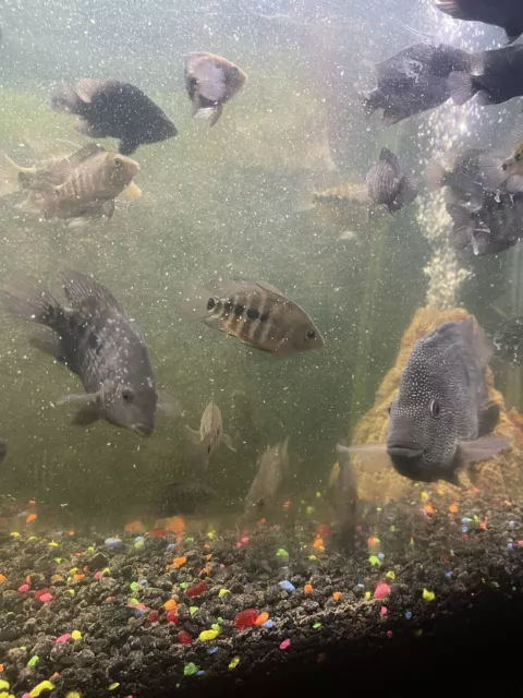 Texas Cichlid - Live Fish (2”-4") Long Male Or Female