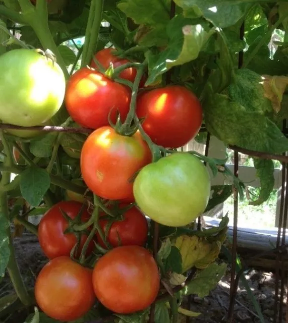 Siberian Tomato Seeds | Heirloom | Organic