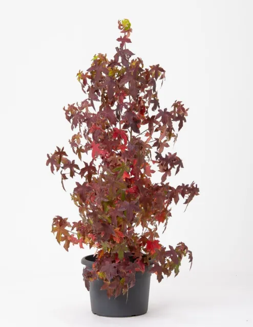 Amerikanischer Amberbaum, Seesternbaum / Liquidamber Styraciflua 2
