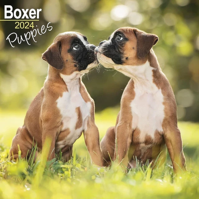 BOXER PUPPIES CALENDAR 2024 Square Dog Puppy Breed Wall Calendar 16