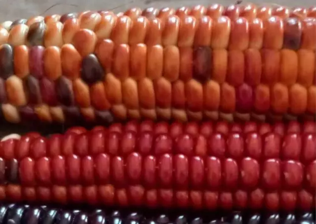 Atomic orange, red, brown corn, 99 seeds