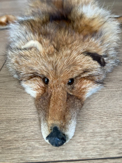 PEAU DE RENARD ROUX / FOURRURE / FOX FUR TAXIDERMIE