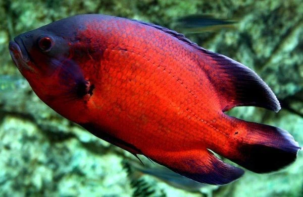 Red Tiger Oscar (Astronotus ocellatus) - Live Freshwater Fish Cichlid