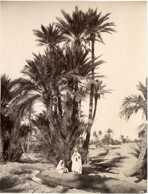 Tirage Albuminé Vintage 'Environs De Biskra, Oasis' Algérie - Circa 1880, Format 21x27 Cm