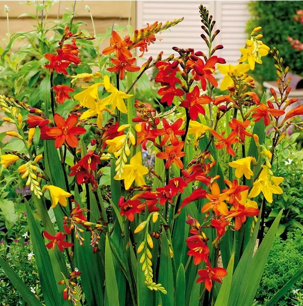 10 Crocosmia  Mixed Bulbs/Corms Perennial Summer Small Flowering Garden Plant