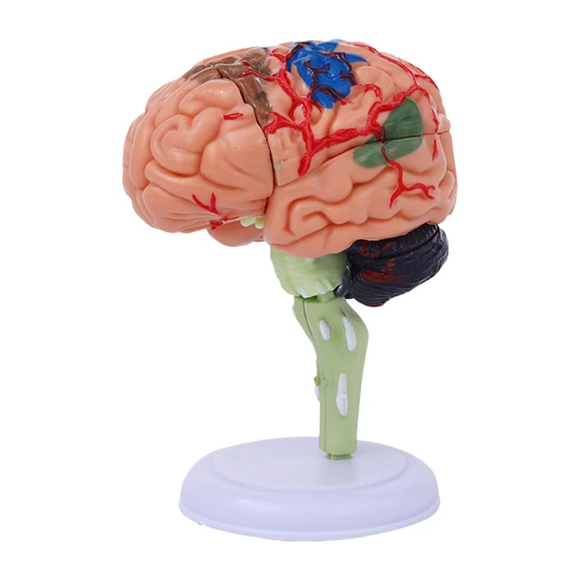 Anatomie 2000 Coffret éducatif Ceji – Apprentissage Ludique Du Corps Humain – Occasion Bon état