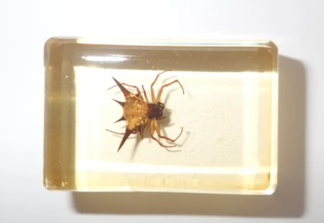Spiny Spider in Amber Clear Small paperweight Education Insect Specimen