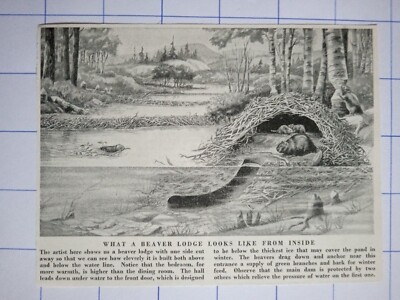 Whats A Beavers Lodge Looks Like From Inside Illustration C 1950 £600 
