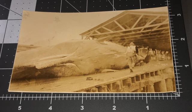 1930s Whaling WHALE on Dock Blubber Harvest Vintage Snapshot PHOTO