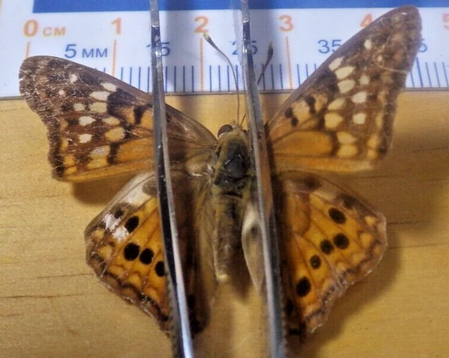 Tawny Emperor Butterfly Asterocampa clyton Nymphalidae Lepidoptera SE Texas F12