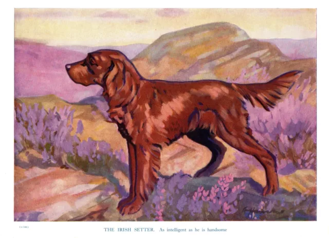 c1950 Vintage Irish Setter Print Wall Art Decor Ken Harrow Art 5357k