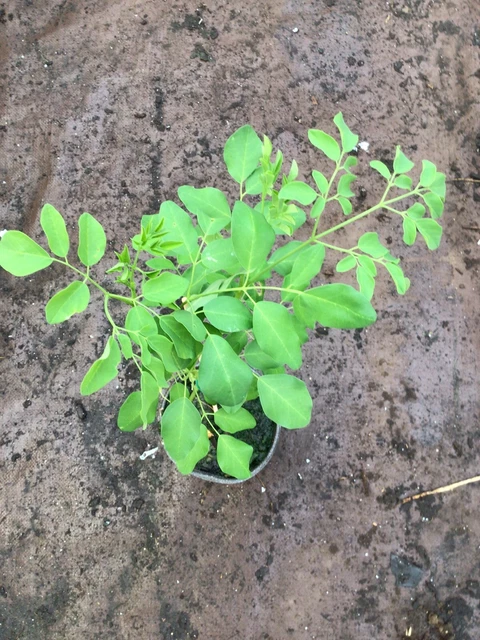 Moringa Live Miracle Plant Drumstick 1 FT Tall 1 Year Old Comes In A 4 Inch Pot.