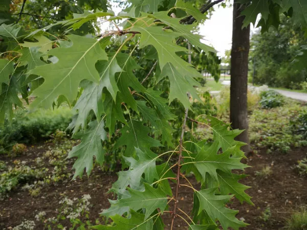 20 ROT Eichen Samen Eicheln lat Quercus rubra Baum Saatgut Eichenbaum Baum Eiche