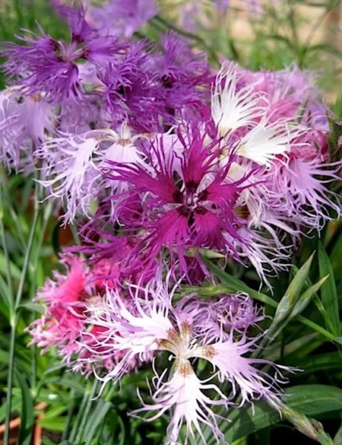 30+ Superbus Carnation Dianthus / Perennial Flower Seeds Mix