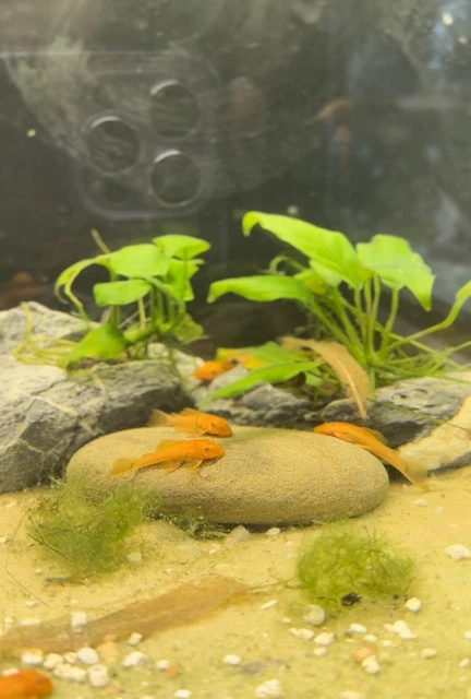 3 Super Red Bristlenose Pleco -  1" - US Tank Bred And Raised - Unsexed 2