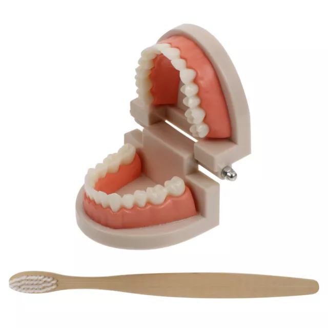Lehrmittel Für Das Zähneputzen Melaminharz Kind Anatomisches Modell Zum