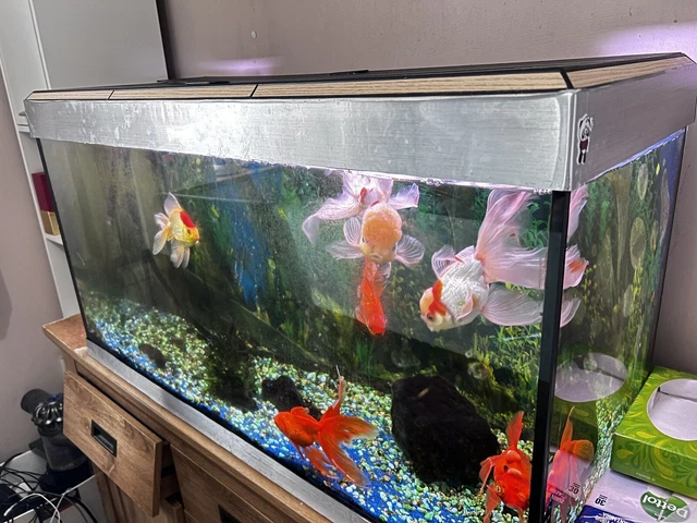 large 200L fish tank used +free Stand+free filter+free Accessories +free Fish