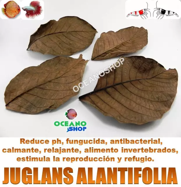 12 HOJAS JUGLANS AILANTIFOLIA uso como almendro indio terminalia catappa gambas