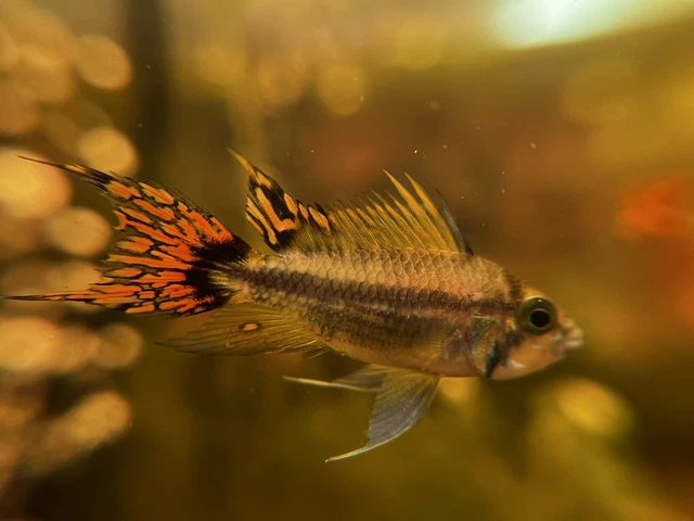 Apistogramma cacatuoides - Adult Pair, Tropical Fish