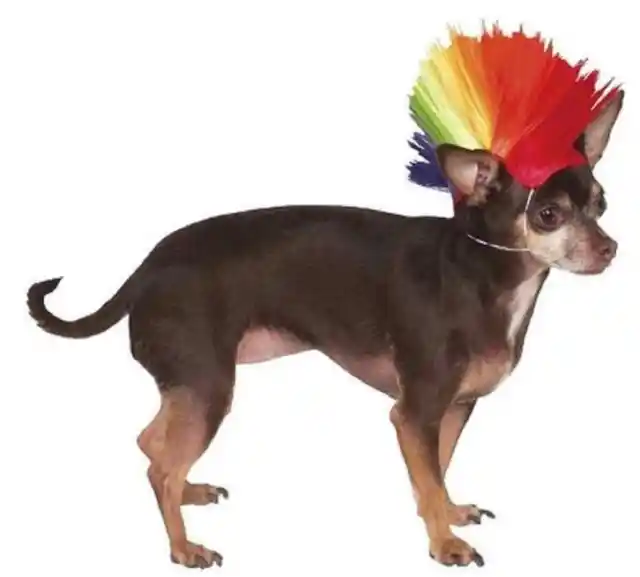 Mohawk Wig Punk Rock Star Cute Halloween Pet Dog Cat Costume Accessory 4 COLORS