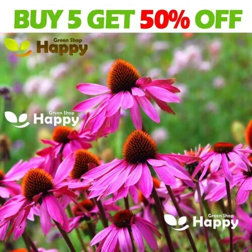 PERENNIAL FLOWER - PURPLE CONEFLOWER RUBY STAR - 200 SEEDS - Echinacea purpurea