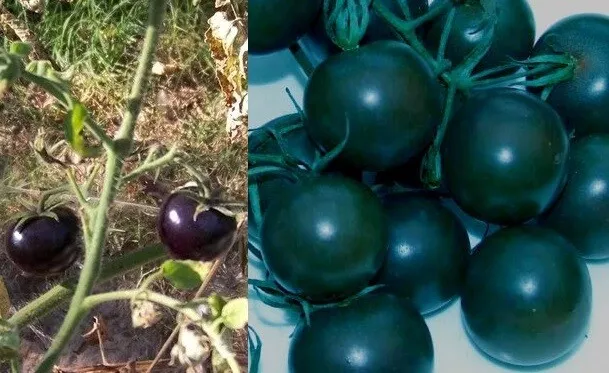 Jetzt pflanzen - Schwarze Tomaten Gemüse Obst für draußen den Garten Deko Blumen