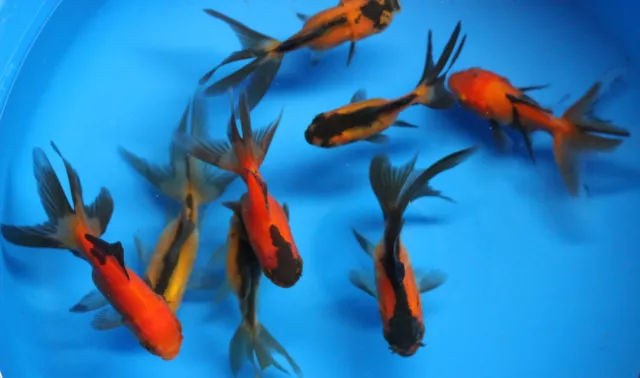 Live Red Black Oranda Goldfish sm. for fish tank, koi pond or aquarium